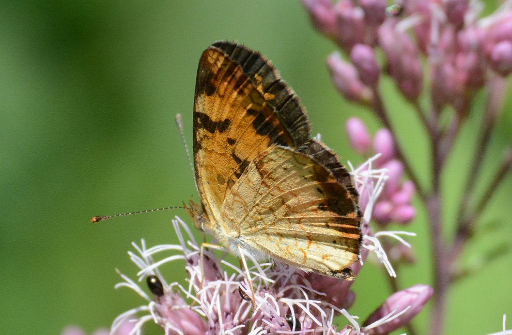 124 2016-08054266 Broad Meadow Brook, MA.JPG - Northern Cresceent Butterfly (Phyciodes selenis) on Spotted Joe-pye Weed (Eupatorium maculatum). Broad Meadow Brook Wildlife Sanctuary, MA, 8-5-2016